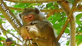 Oh God ! Hurt By Bite Strong, Poor Monkey Janna Crying Seriously Cos Mom Jane Warning Don't Be Dare