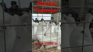 03.05.25 Голуби. Москва