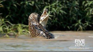 Jaguar Catches and Kills Crocodile Underwater