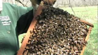 Beekeeping with Ed Newman