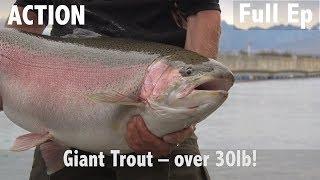 Giant Trout - Over 30lb