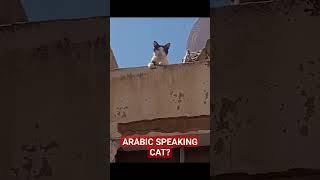 Arabic Speaking Cat  