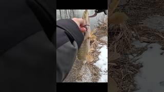 Щука, Лёша, Nautilus Eco'izm LT ECLT 762L и Дядя Саша на реке Сож @fishfilos @ProstoRibalka