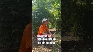 Khuyến cáo bà con không nên Bón phân HEO cho cây sầu riêng #bmfe #saurieng #bmfecorp