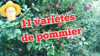 11 Variétés de Pommiers pour tout type de jardin