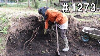 元竹藪整地㉑｜巨石の裏に長～い地下茎発見！終点はどの切り株？？夢中で削るよ！