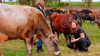 How we ate half a grass fed Jersey steer in a year - Free Range Homestead Ep 73