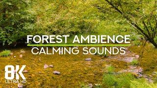 Peaceful Forest Stream in Redwoods 8K - Birds Chirping & Calming Flowing Water Sounds