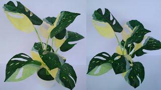 Monstera Variegata tutorial from used plastic crackle // Janda Bolong