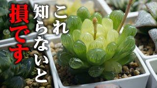 可愛い観葉植物を買う時に知っておきたい事…【多肉植物ハオルチア】