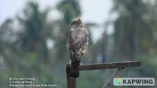 Changeable Hawk-Eagle (Pale morph) @ Chiu S C 2804