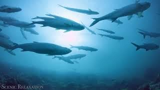 Majestic Ocean Wildlife: A Dive into the Underwater Kingdom | #oceanwildlife #marinelife