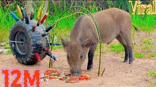 Unique Wild Boar Trap Using Row tires #wildboartrap #pigtrap #wildlife #shorts