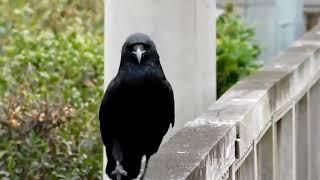 Meet the dancing crow- see the dancing crow.
