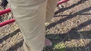 Schaefer Fenceline Pant review