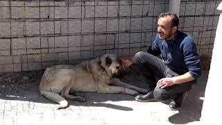 Kangal kurtçu tanıtım (KURTÇU KANGAL INTRODUCTION)