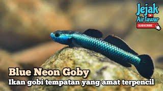 Blue Neon Goby,ikan gobi tempatan yang hanya ada di Pulau Tioman