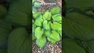 Stained glass hosta from Monrovia #monrovia #hostas ￼