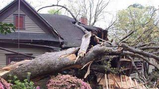 Dangerous Idiots Tree Felling With Chainsaw - Heavy Tree Removal Fails Falling On Houses