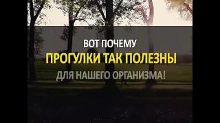 Как прогулка влияет на организм человека. Lifter