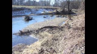 the mystic forest & the creek - der mystische Wald & der Bach