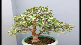 Ficus Racemosa (ডুমুর) Bonsai Update & Maintaining