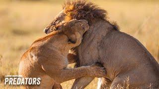 The Deadly Hunting Tactics of Lions, Leopards and Hyenas | Creative Killers 101