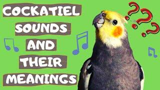 Cockatiel Sounds and Their Meanings
