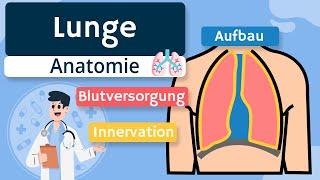 Lunge - Aufbau, Blutversorgung und Innervation einfach erklärt