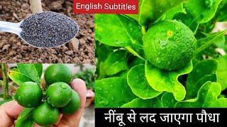 Lemon plant care fertilizer in pot, गमले में लगे नींबू के पौधे की देखभाल, lime plant varieties