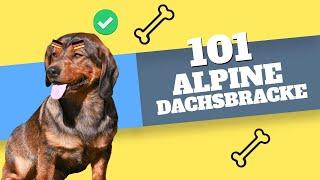 Uncovering the Fascinating Secrets of the Alpine Dachsbracke