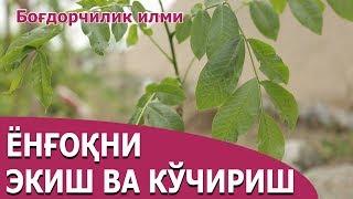 Ёнғоқ екиш ва кўчириш - Yong`oq ekish va ko`chirish