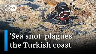 'Sea snot' in Turkey is part of a growing environmental threat | DW News