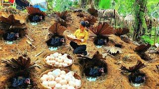 Single mother: Harvesting chicken eggs to sell at the market - Rice cultivation | ly Tieu Sam