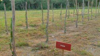 Pesquisas de campo da Ufpi geram tecnologias na fruticultura