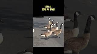 Canada goose jaywalking  #shorts #animal