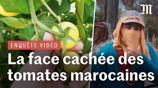 La face cachée des tomates marocaines à bas prix : enquête sur une main-d’œuvre à bas coût