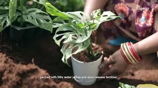 Ugaoo | The Plant Journey | From Our Care to Your Care