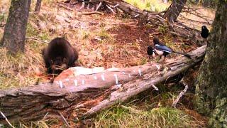 Meet the wolverine: one of North America's most elusive animals