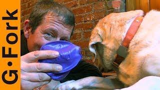 Will My Labs Wear Dog Boots? | How To Put On Pawz Dog Boots | GardenFork