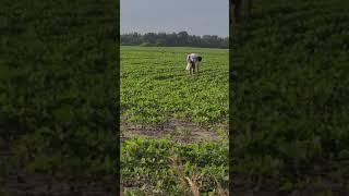 Tissue Sampling