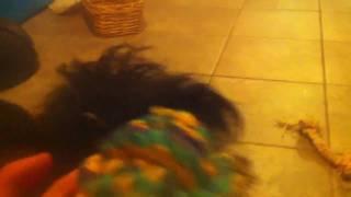 Training The Scottish Terrier (part 2)