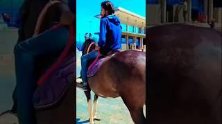 Horse video  Horse Riding video  Marwadi horse  #halloween #beats #shortvideo #viralvideo #video