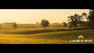 Lane's End Farm, Versailles; Kentucky