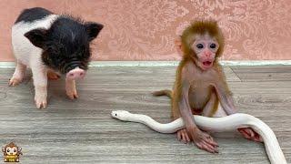 So sweet! Baby monkey Yumy protects Un In piglet from a strange snake and  her cute action