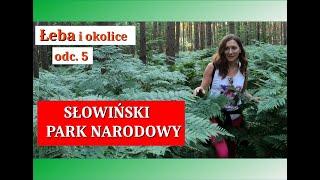 ŁEBA 2023 - Słowiński Park Narodowy. Do Muzeum Wsi Słowińskiej Kluki rowerami. Wielkie Bagno.