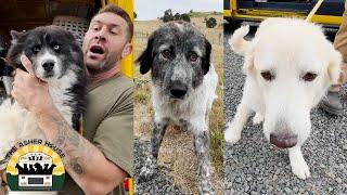 A massive transport of dogs straight from the euthanasia list | The Asher House