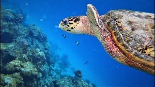 Coco Bodu Hithi Snorkeling Trip 2021