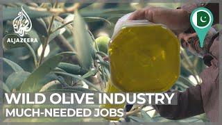 Pakistan's growing olive oil industry brings much-needed jobs
