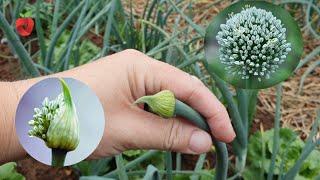 What to do when your red onion blooms? This is the best solution!